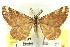  ( - CCDB-24286-B04)  @14 [ ] CreativeCommons - Attribution (2015) CBG Photography Group Centre for Biodiversity Genomics
