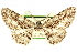  ( - CCDB-24286-B06)  @11 [ ] CreativeCommons - Attribution (2015) CBG Photography Group Centre for Biodiversity Genomics