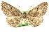 ( - CCDB-24286-B08)  @11 [ ] CreativeCommons - Attribution (2015) CBG Photography Group Centre for Biodiversity Genomics