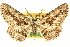  ( - CCDB-24286-B09)  @11 [ ] CreativeCommons - Attribution (2015) CBG Photography Group Centre for Biodiversity Genomics