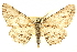  ( - CCDB-24286-B10)  @11 [ ] CreativeCommons - Attribution (2015) CBG Photography Group Centre for Biodiversity Genomics