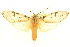  (Halysidota pectenella - CCDB-24286-C04)  @14 [ ] CreativeCommons - Attribution (2015) CBG Photography Group Centre for Biodiversity Genomics