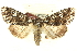  (Melanchra adjuncta - CCDB-24286-C08)  @15 [ ] CreativeCommons - Attribution (2015) CBG Photography Group Centre for Biodiversity Genomics