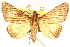  ( - CCDB-24286-F03)  @14 [ ] CreativeCommons - Attribution (2015) CBG Photography Group Centre for Biodiversity Genomics