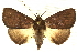  (Megacephalomana - CCDB-24286-G12)  @15 [ ] CreativeCommons - Attribution (2015) CBG Photography Group Centre for Biodiversity Genomics