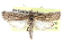  ( - CCDB-28561-A05)  @11 [ ] CreativeCommons - Attribution (2015) CBG Photography Group Centre for Biodiversity Genomics