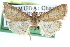 ( - CCDB-28561-A10)  @14 [ ] CreativeCommons - Attribution (2015) CBG Photography Group Centre for Biodiversity Genomics
