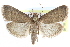  ( - CCDB-28561-A11)  @15 [ ] CreativeCommons - Attribution (2015) CBG Photography Group Centre for Biodiversity Genomics