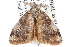  ( - CCDB-28561-B12)  @12 [ ] CreativeCommons - Attribution (2015) CBG Photography Group Centre for Biodiversity Genomics