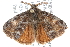  ( - CCDB-28561-C02)  @14 [ ] CreativeCommons - Attribution (2015) CBG Photography Group Centre for Biodiversity Genomics