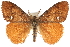  (Orgyia antiqua - CCDB-28561-D04)  @14 [ ] CreativeCommons - Attribution (2015) CBG Photography Group Centre for Biodiversity Genomics