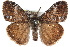  ( - CCDB-28561-D10)  @14 [ ] CreativeCommons - Attribution (2015) CBG Photography Group Centre for Biodiversity Genomics