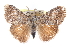  (Orgyia pseudotsugata - CCDB-28561-E08)  @11 [ ] CreativeCommons - Attribution (2015) CBG Photography Group Centre for Biodiversity Genomics