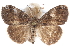  ( - CCDB-28561-E12)  @14 [ ] CreativeCommons - Attribution (2015) CBG Photography Group Centre for Biodiversity Genomics