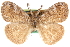  ( - CCDB-28561-F03)  @11 [ ] CreativeCommons - Attribution (2015) CBG Photography Group Centre for Biodiversity Genomics