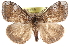  (Orgyia detrita - CCDB-28561-F04)  @14 [ ] CreativeCommons - Attribution (2015) CBG Photography Group Centre for Biodiversity Genomics