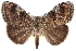  ( - CCDB-28561-F05)  @15 [ ] CreativeCommons - Attribution (2015) CBG Photography Group Centre for Biodiversity Genomics