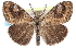  (Orgyia definita - CCDB-28561-F07)  @15 [ ] CreativeCommons - Attribution (2015) CBG Photography Group Centre for Biodiversity Genomics