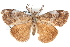  ( - CCDB-28561-F09)  @11 [ ] CreativeCommons - Attribution (2015) CBG Photography Group Centre for Biodiversity Genomics