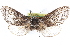  ( - CCDB-28561-H03)  @11 [ ] CreativeCommons - Attribution (2015) CBG Photography Group Centre for Biodiversity Genomics