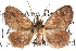  ( - CCDB-28562-B04)  @11 [ ] CreativeCommons - Attribution (2015) CBG Photography Group Centre for Biodiversity Genomics