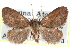  ( - CCDB-28562-B05)  @11 [ ] CreativeCommons - Attribution (2015) CBG Photography Group Centre for Biodiversity Genomics