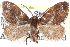  ( - CCDB-28562-B06)  @11 [ ] CreativeCommons - Attribution (2015) CBG Photography Group Centre for Biodiversity Genomics