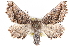  ( - CCDB-28562-G12)  @15 [ ] CreativeCommons - Attribution (2015) CBG Photography Group Centre for Biodiversity Genomics