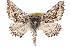  ( - CCDB-28562-H01)  @14 [ ] CreativeCommons - Attribution (2015) CBG Photography Group Centre for Biodiversity Genomics