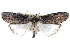  ( - CCDB-28563-A05)  @11 [ ] CreativeCommons - Attribution (2015) CBG Photography Group Centre for Biodiversity Genomics