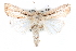  ( - CCDB-28563-B09)  @14 [ ] CreativeCommons - Attribution (2015) CBG Photography Group Centre for Biodiversity Genomics