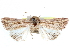  (Mythimna tincta - CCDB-28563-B10)  @13 [ ] CreativeCommons - Attribution (2015) CBG Photography Group Centre for Biodiversity Genomics