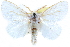  ( - CCDB-28563-C06)  @15 [ ] CreativeCommons - Attribution (2015) CBG Photography Group Centre for Biodiversity Genomics