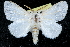  ( - CCDB-28563-C06)  @14 [ ] CreativeCommons - Attribution (2015) CBG Photography Group Centre for Biodiversity Genomics