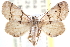  ( - CCDB-28563-D08)  @11 [ ] CreativeCommons - Attribution (2015) CBG Photography Group Centre for Biodiversity Genomics