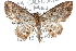  (Caledasthena - CCDB-28563-G11)  @11 [ ] CreativeCommons - Attribution (2015) CBG Photography Group Centre for Biodiversity Genomics
