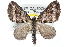  ( - CCDB-28563-H01)  @11 [ ] CreativeCommons - Attribution (2015) CBG Photography Group Centre for Biodiversity Genomics