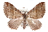  ( - CCDB-28563-H08)  @11 [ ] CreativeCommons - Attribution (2015) CBG Photography Group Centre for Biodiversity Genomics