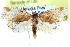  ( - CCDB-28565-A04)  @14 [ ] CreativeCommons - Attribution (2015) CBG Photography Group Centre for Biodiversity Genomics