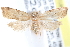  (Coelostathma Brown8827 - CCDB-28565-B11)  @14 [ ] CreativeCommons - Attribution (2015) CBG Photography Group Centre for Biodiversity Genomics