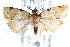  ( - CCDB-28565-C06)  @11 [ ] CreativeCommons - Attribution (2015) CBG Photography Group Centre for Biodiversity Genomics