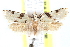  (Sparganothina cultrata - CCDB-28565-C11)  @11 [ ] CreativeCommons - Attribution (2015) CBG Photography Group Centre for Biodiversity Genomics