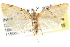  (Sparganothina CCDB8879 - CCDB-28565-D04)  @14 [ ] CreativeCommons - Attribution (2015) CBG Photography Group Centre for Biodiversity Genomics