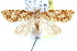  ( - CCDB-28565-D07)  @14 [ ] CreativeCommons - Attribution (2015) CBG Photography Group Centre for Biodiversity Genomics