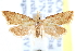 (Sparganothina laselvana - CCDB-28565-D10)  @14 [ ] CreativeCommons - Attribution (2015) CBG Photography Group Centre for Biodiversity Genomics