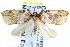  (Paramorbia CCDB7954 - CCDB-28565-E04)  @14 [ ] CreativeCommons - Attribution (2015) CBG Photography Group Centre for Biodiversity Genomics