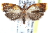  ( - CCDB-28565-E11)  @14 [ ] CreativeCommons - Attribution (2015) CBG Photography Group Centre for Biodiversity Genomics