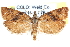  ( - CCDB-28565-G12)  @11 [ ] CreativeCommons - Attribution (2015) CBG Photography Group Centre for Biodiversity Genomics