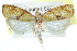 ( - CCDB-28565-H02)  @11 [ ] CreativeCommons - Attribution (2015) CBG Photography Group Centre for Biodiversity Genomics