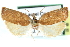  ( - CCDB-28565-H09)  @11 [ ] CreativeCommons - Attribution (2015) CBG Photography Group Centre for Biodiversity Genomics